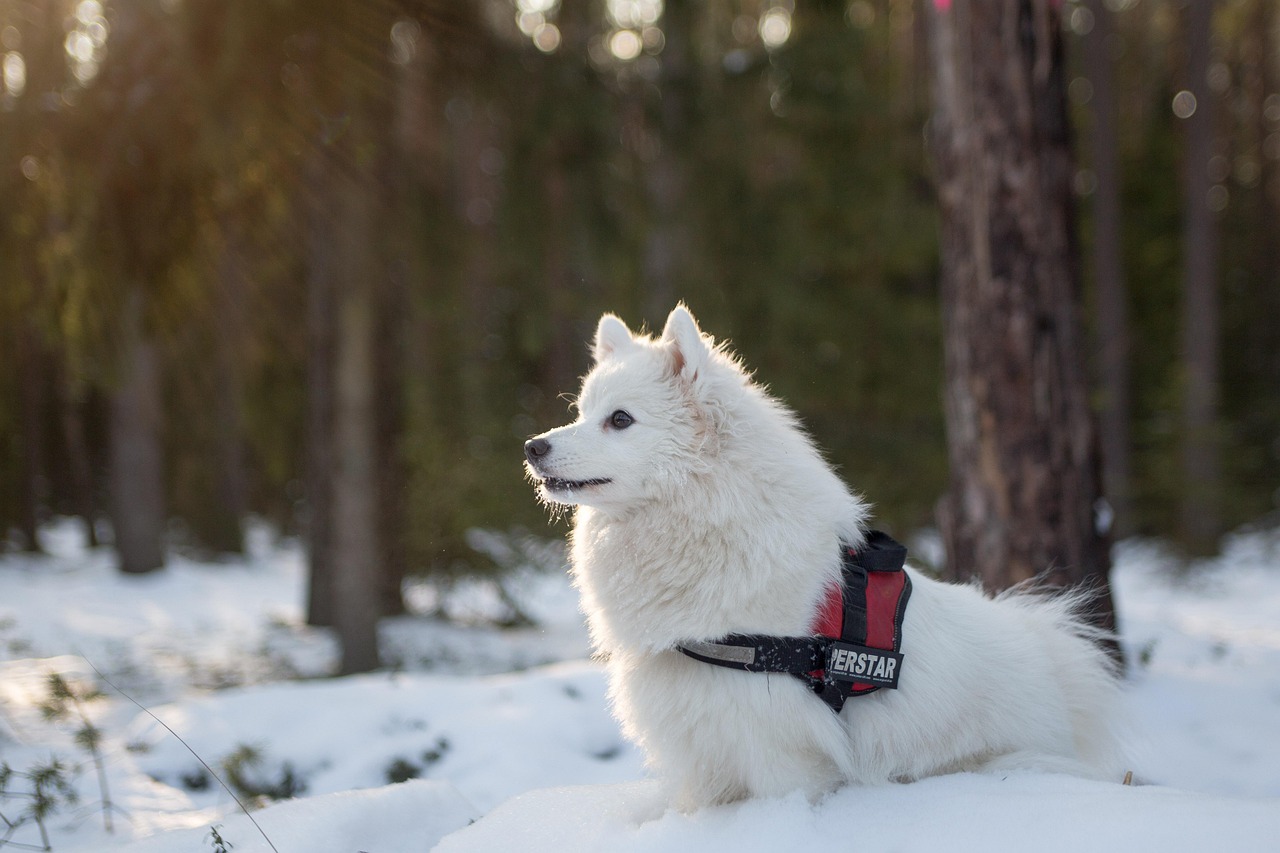 The Most Unique Dog Breeds You’ve Never Heard Of